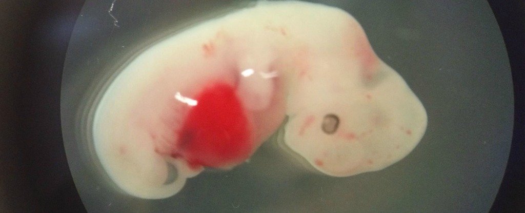 Iepriekšējos eksperimentos radītais cilvēka-cūkas embrijs